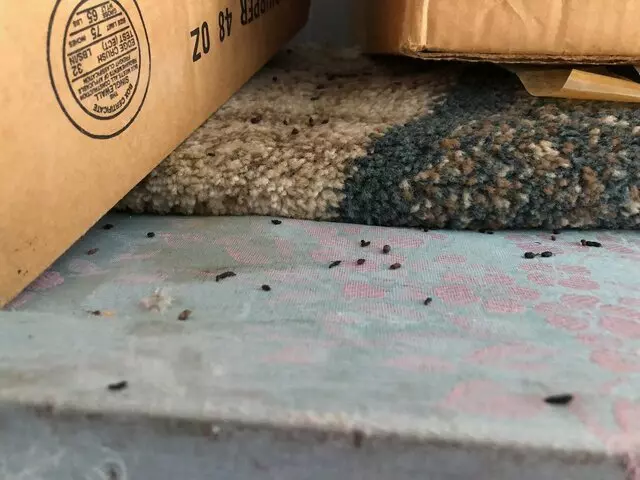 Dino&apos;s Storage