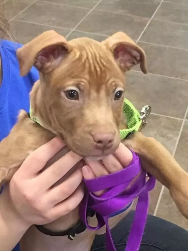 Animal Rescue League of Iowa