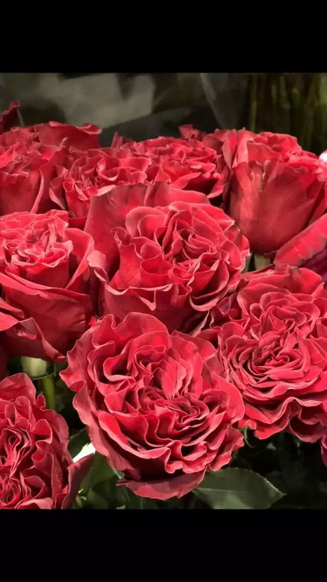 Antheia The Flower Galleria