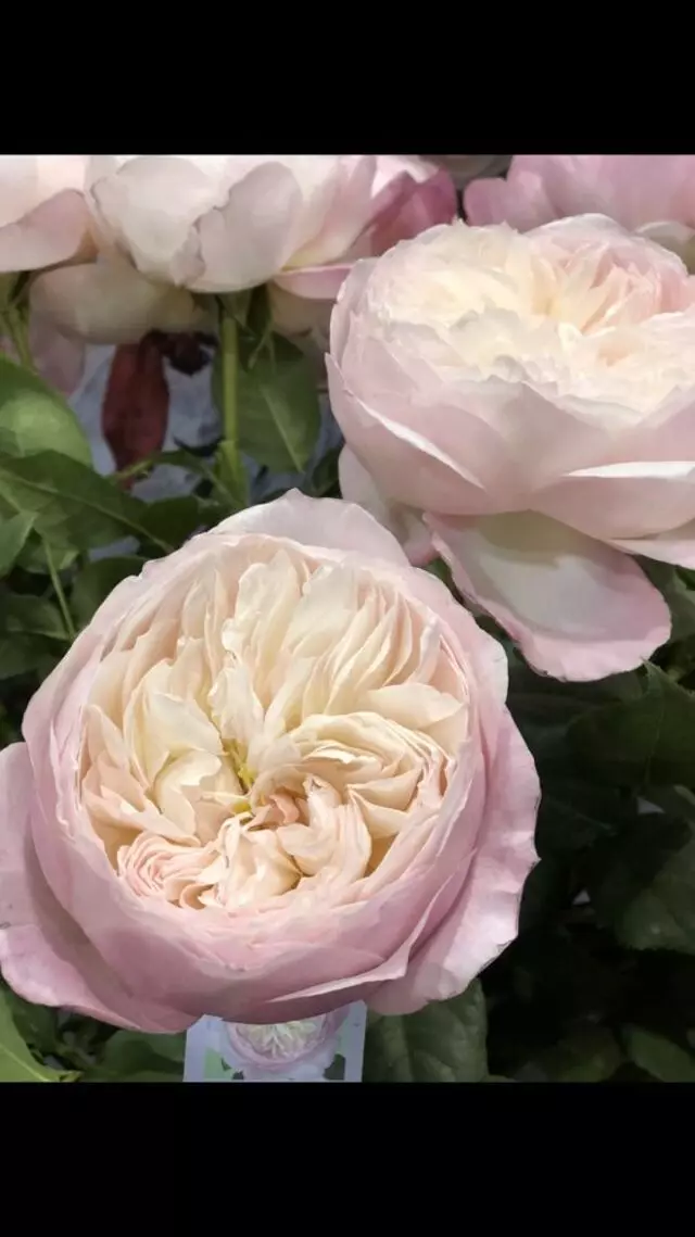Antheia The Flower Galleria