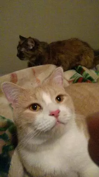 Anderson Animal Hospital